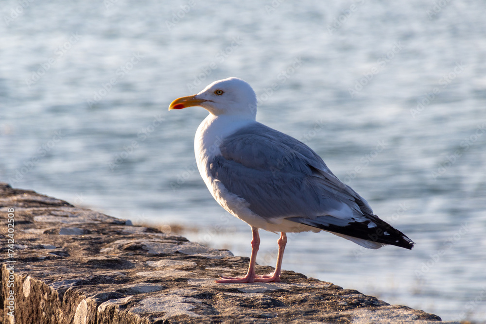 Fototapeta premium seagull on a rock