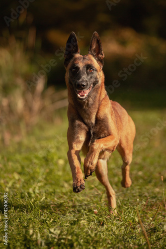 young belgian shepherd malinois dog running through a field
