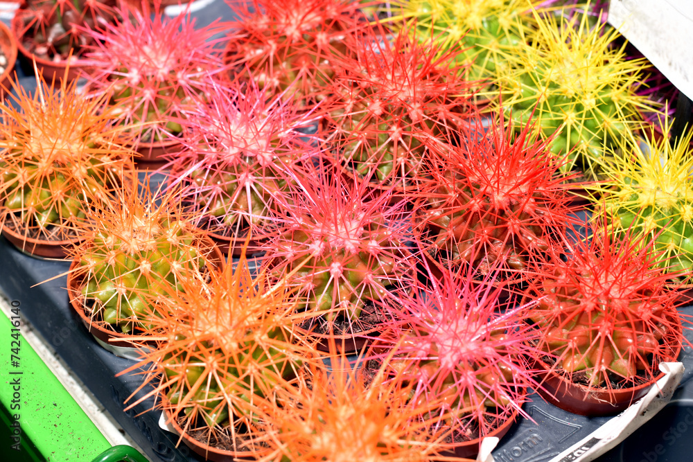 A showcase with prickly decorative cacti of different colors in one of the stores in the Kyiv region. A showcase with prickly decorative cacti of different colors in one of the stores in the Kyiv region.