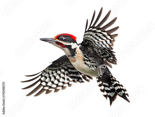 A Woodpecker in flight. Cut out. 