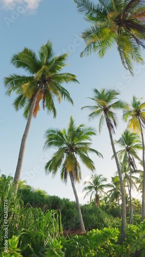 Wallpaper Mural Tropical view with palms trees with green leaves on sunny day. Vertical footage Torontodigital.ca