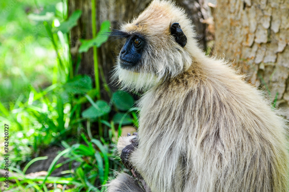 Fototapeta premium An Expressive Face of a Langur Monkey