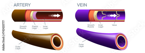 Arteries carry blood away from the heart, and veins carry blood towards the heart vector illustration. Arteries carry oxygenated blood and veins carry deoxygenated blood.