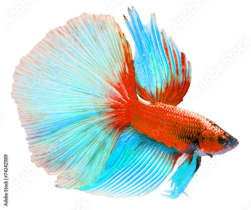 Blue and pink Halfmoon Betta splendens or siamese fighting fish isolated on white background, With clipping path.
