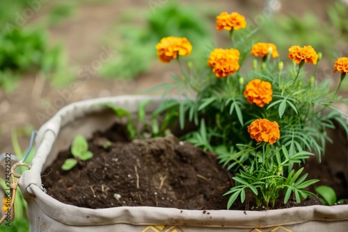 gardening tote with marigolds and soil