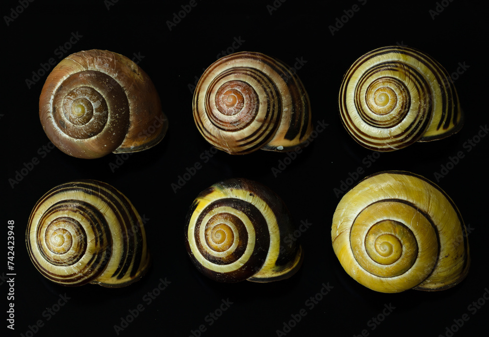 Wall Mural Cepaea nemoralis - variation of shells within same species of snail