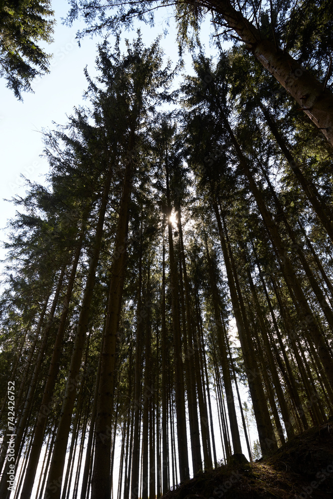Fototapeta premium Waldgebiet, Cobbenrode, Sauerland, HSK, Sommer 2023