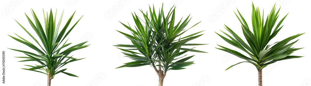 Yucca plant on transparent background Yucca plant on transparent background