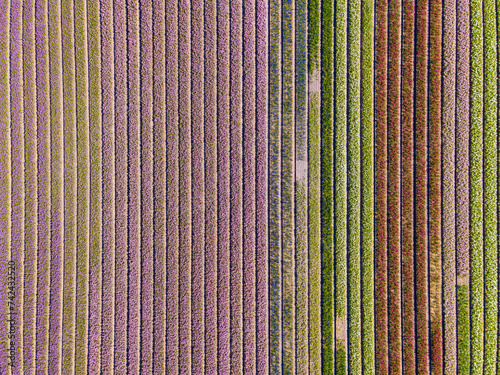 Hyacinth fields in Holland, the Netherlands