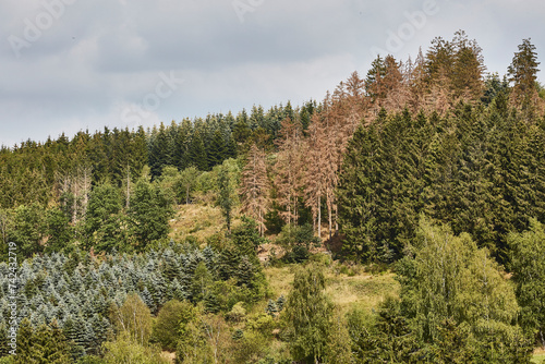 Waldgebiet  Cobbenrode  Sauerland  HSK  Sommer 2023