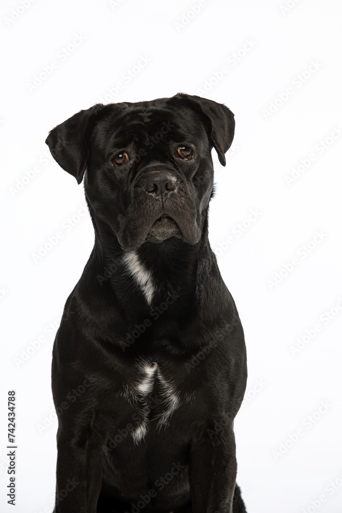 Italian Cane Corso on a white background