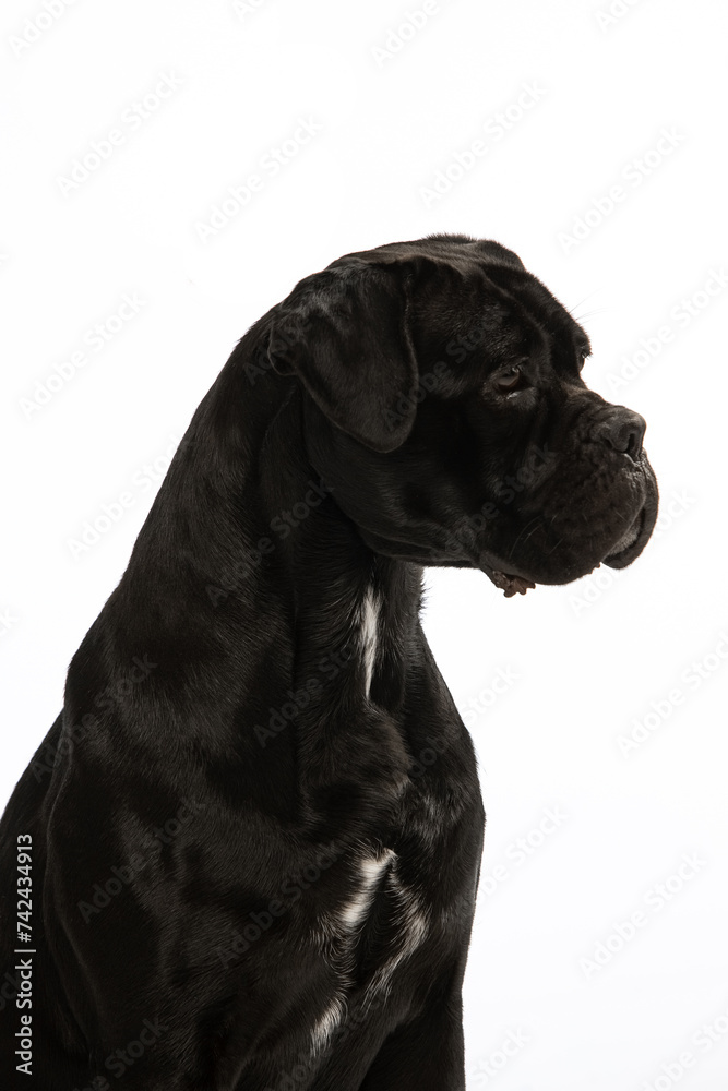 Italian Cane Corso on a white background Italian Cane Corso on a white background