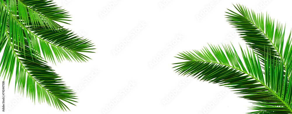 palm tree leaf isolated on white banner