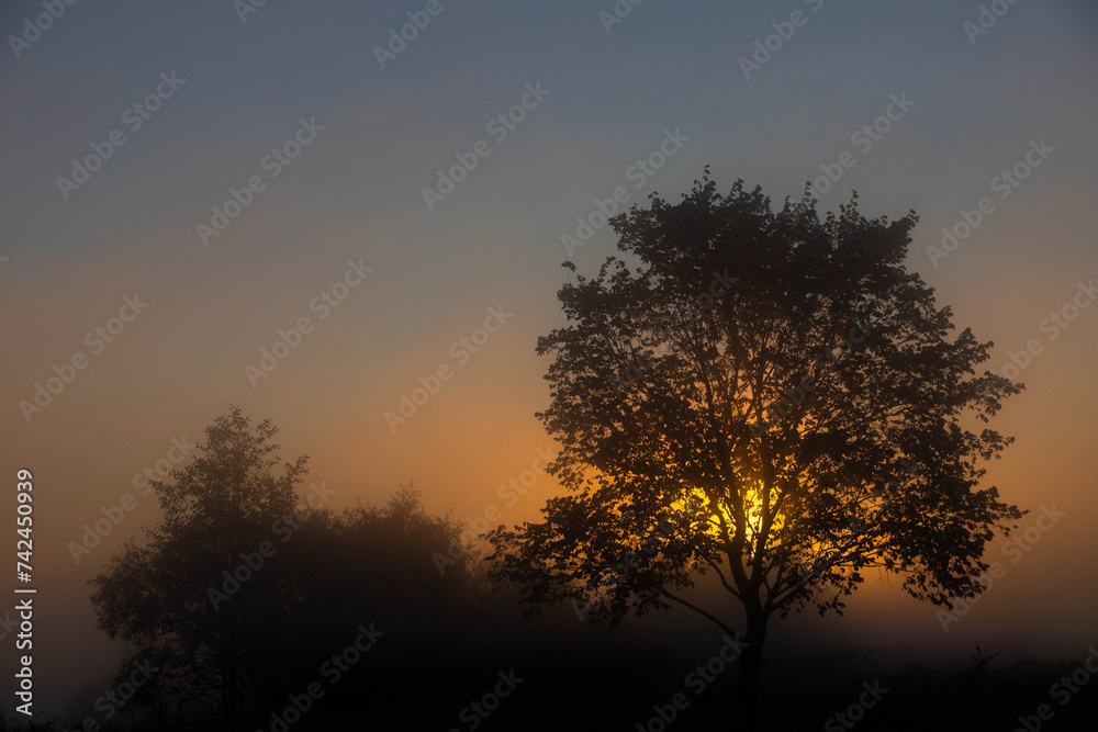 A picturesque autumn landscape, a lonely tree against the background of a misty dawn, on the river bank. A picturesque autumn landscape, a lonely tree against the background of a misty dawn, on the river bank.