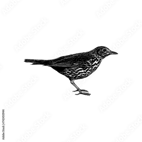 Thrush hand drawing vector isolated on background.
