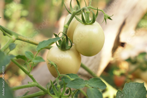 The small tomatoes are not yet fully grown.