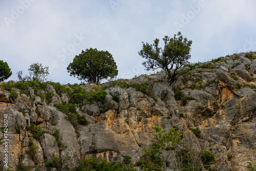 A lonely tree growing on a rock in the wild mountains ..