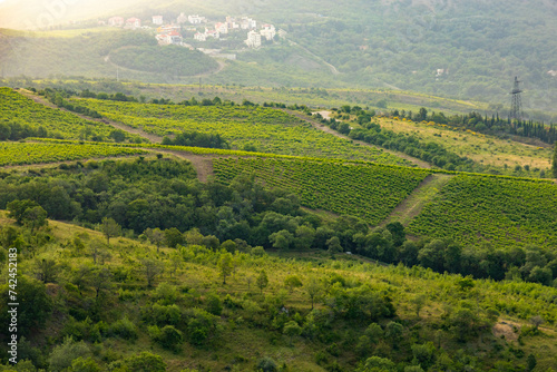 Fototapeta Naklejka Na Ścianę i Meble -  Vineyards in a mountain valley at sunrise.
