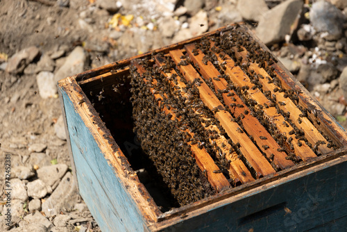 Close up view of the opened hive body showing the frames populated by honey bees. Honey bees crawl in an open hive on honeycomb wooden honeycombs doing teamwork. Beekeeping concept in agriculture.