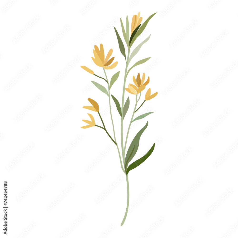 Field plant. Delicate blooming yellow wildflower. Garden, meadow, field botanic floral element. Vector illustration isolated on white background