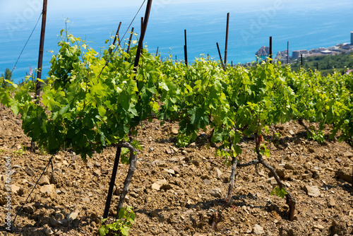 Rain clouds over mountains and a valley with a green vineyard. photo