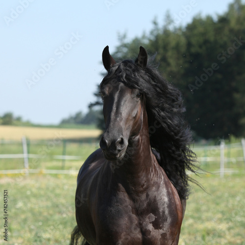 Portrait of amazing friesian mare running on pasturage
