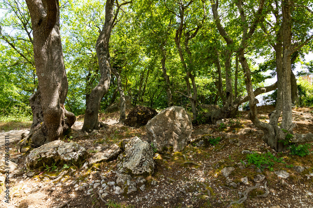A dense mountainous green forest with large gray limestone stones. A dense mountainous green forest with large gray limestone stones.