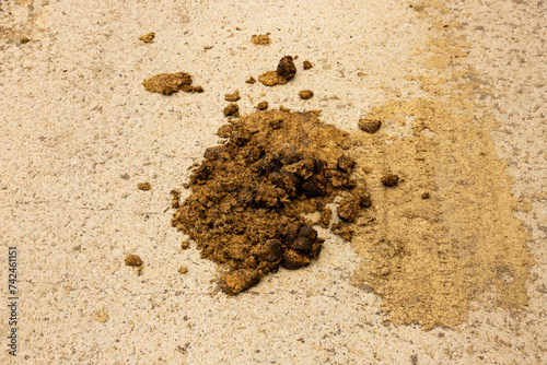 Dry cow dung lies on the road, some of it is crushed by a car wheel.