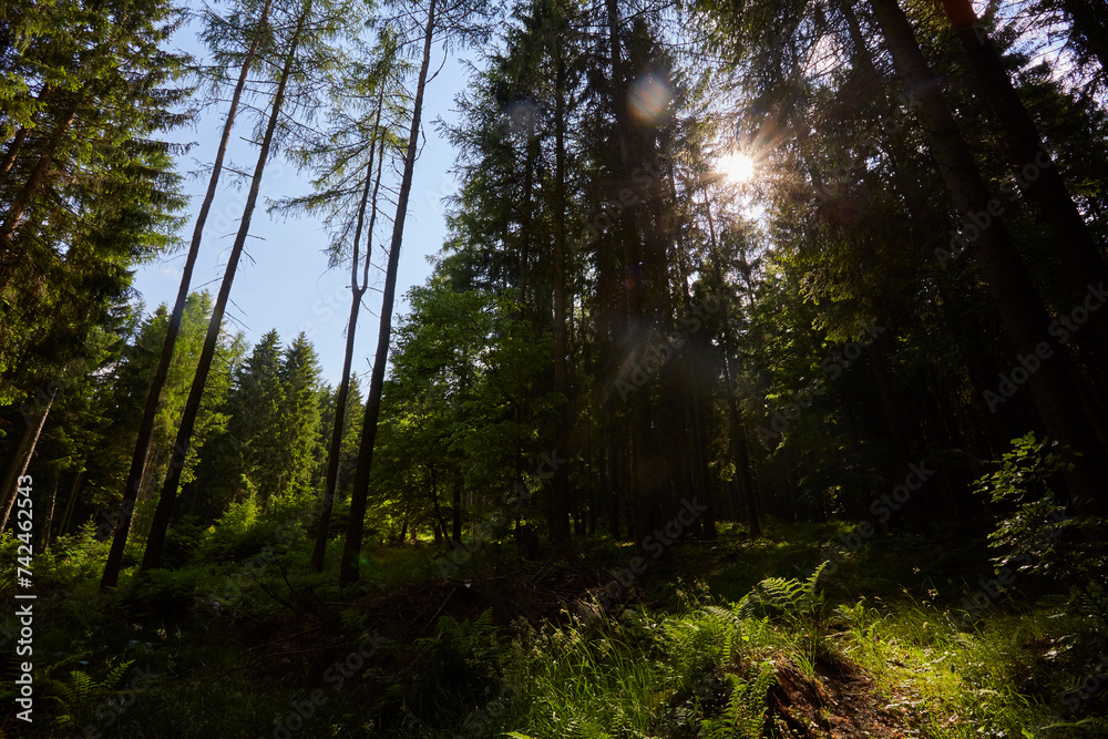Dichter Wald mit Moos, Willingen, Upland Dichter Wald mit Moos, Willingen, Upland