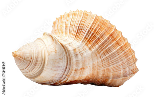 Sea Shell. A single sea shell. The shell is prominently displayed, showing intricate details and textures. Its curved shape and delicate colors are visually appealing.