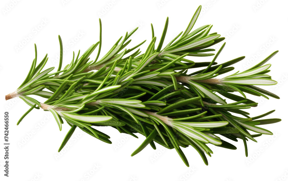 Sprig of Rosemary. A single sprig of rosemary showcasing its vibrant green needles and woody stem. The herb exudes a strong aroma and is often used in cooking for its earthy flavor. Sprig of Rosemary. A single sprig of rosemary showcasing its vibrant green needles and woody stem. The herb exudes a strong aroma and is often used in cooking for its earthy flavor.