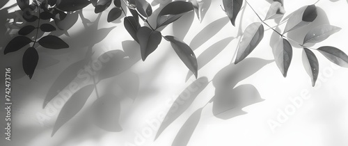 Blurred shadow from leaves plants on the white wall. Minimal abstract background for product presentation.