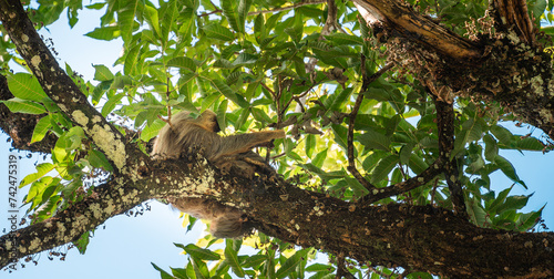 Sloth in Costa Rica, HDR Image photo