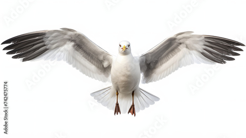 Seagull on white background © Oleksandr