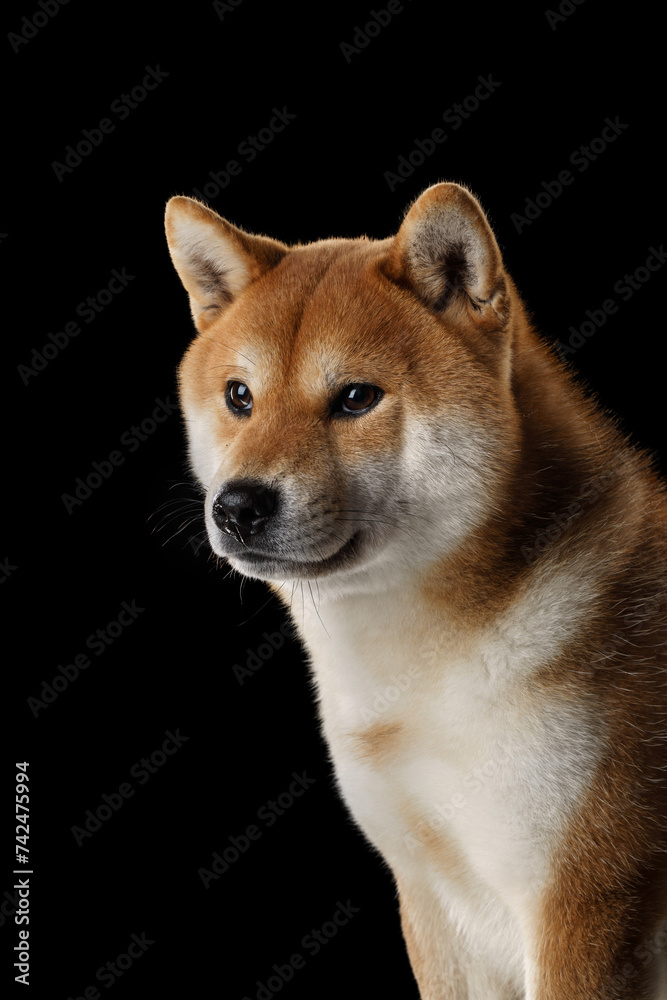  A dignified Shiba Inu dog presents a profile view against a black backdrop, its amber coat gleaming subtly