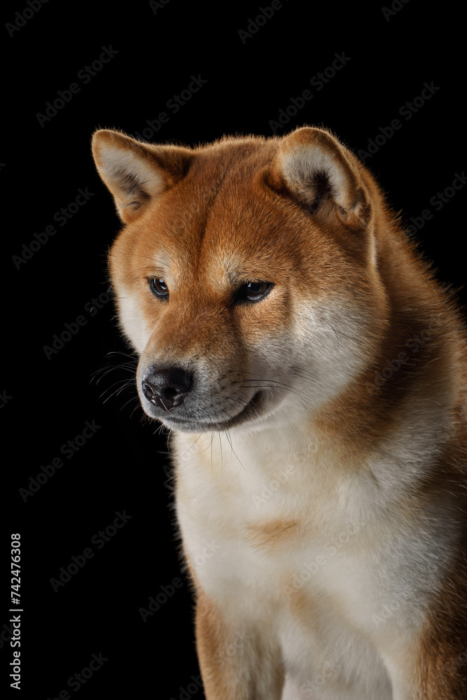  A dignified Shiba Inu dog presents a profile view against a black backdrop, its amber coat gleaming subtly