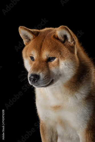  A dignified Shiba Inu dog presents a profile view against a black backdrop, its amber coat gleaming subtly © annaav