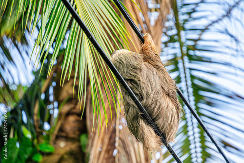 Sloth in Costa Rica, HDR Image photo