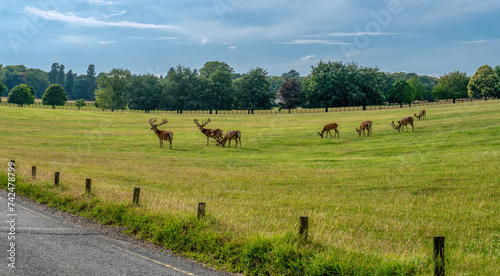 uk England, red deer herd grazing on the meadow in a natural environment, next to the highway posing a threat to the incoming traffic