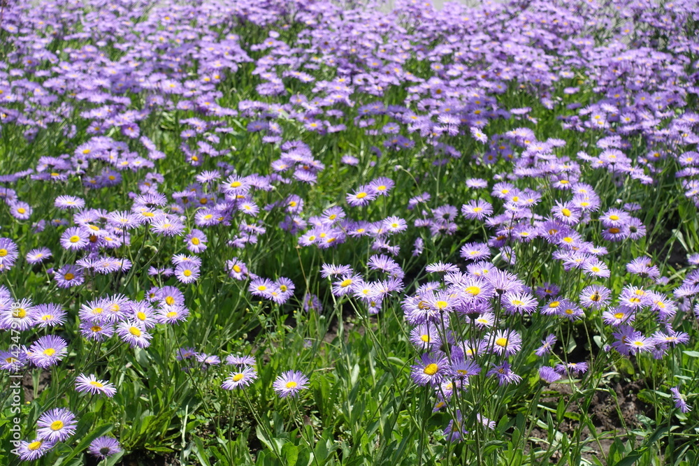 Naklejka premium A ton of violet flowers of Erigeron speciosus in mid June