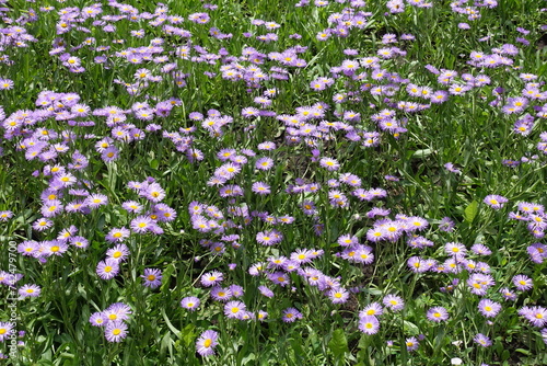 Ample amount of violet flowers of Erigeron speciosus in mid June