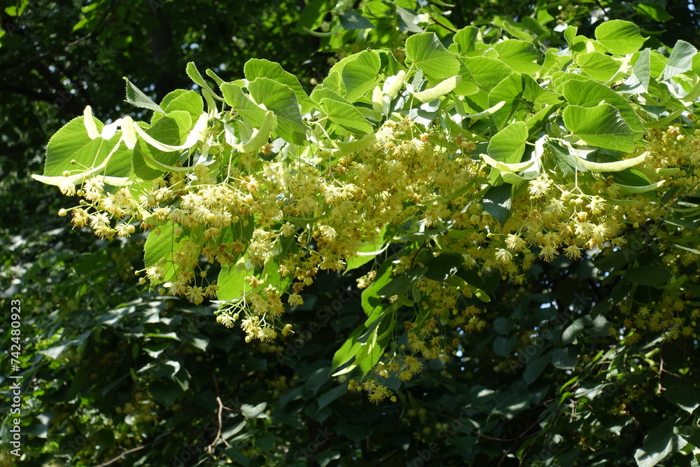 Abundant flowers of linden tree in mid June Abundant flowers of linden tree in mid June