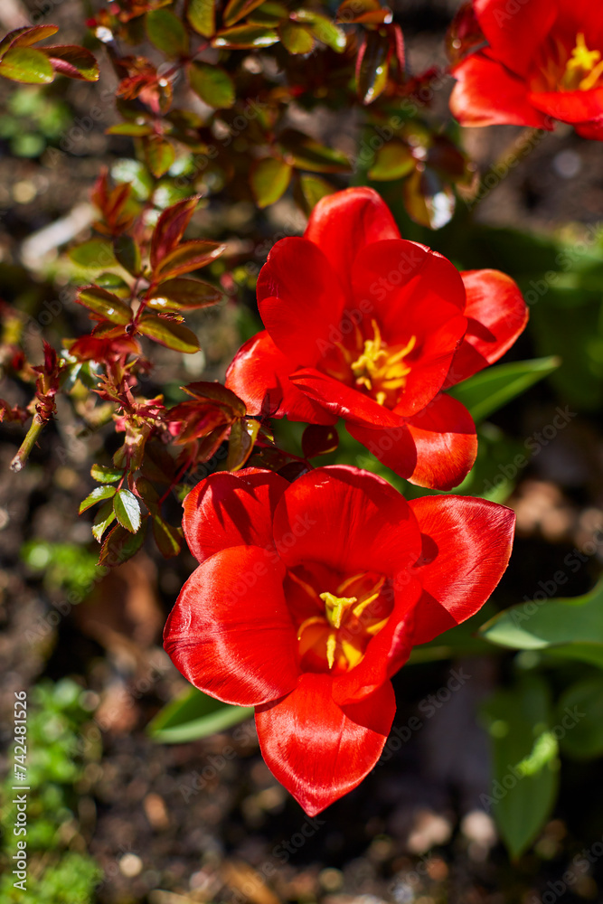 Tulpen im Frühjahr 2023, Bad Westerkotten, Kreis Soest Tulpen im Frühjahr 2023, Bad Westerkotten, Kreis Soest