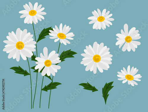 Daisy flower background.Eps 10 vector.