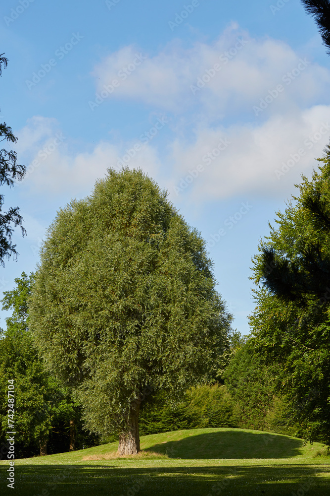 Obraz premium Stadtpark Soest, Kreis Soest, Juli 2023 