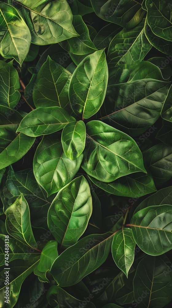 Fresh leafy edges for an eco friendly product line catalog Fresh leafy edges for an eco friendly product line catalog