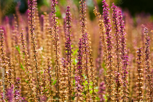 Lavendel Beet, Kurpark Bad Sassendorf, Kreis Soest, Juli 2023  photo