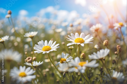 A field full of white daisies under a blue sky © Design_Stock