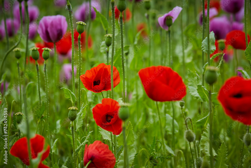 Obraz premium Lila Mohn und Roter Mohn, Mohnfeld in Bad Salzufeln, Juni 2023 