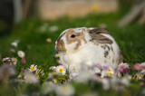 cute miniature rex dalmatian bunny portrait outdoors on grass and flowers